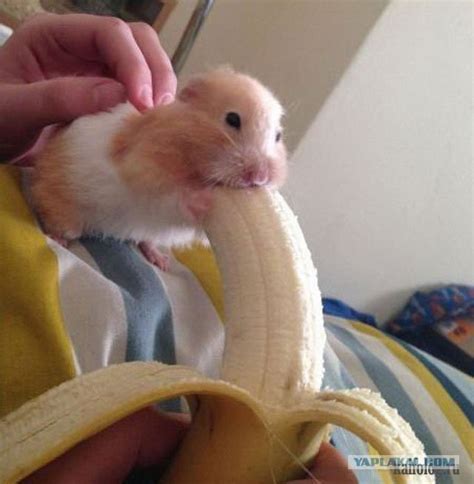 hamster eating banana|hamster with banana meme.